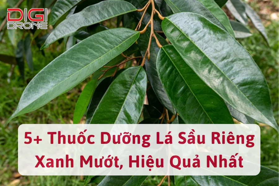 5+ Thuốc Dưỡng Lá Sầu Riêng Xanh Mướt, Hiệu Quả Nhất