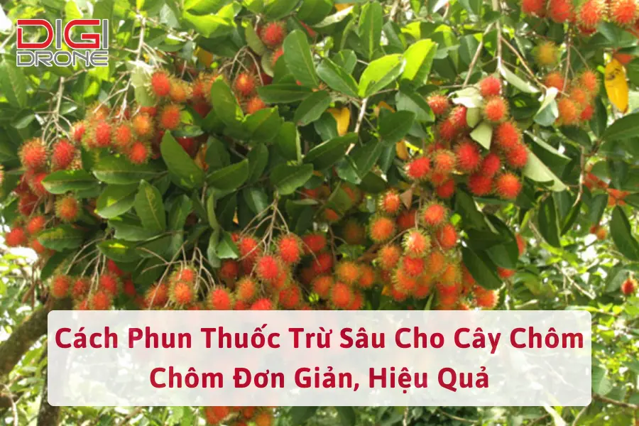 Cách Phun Thuốc Trừ Sâu Cho Cây Chôm Chôm Đơn Giản, Hiệu Quả