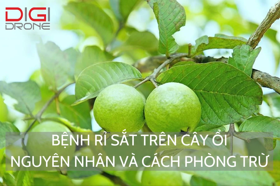 Bệnh Rỉ Sắt Trên Cây Ổi | Nguyên Nhân Và Cách Phòng Trừ