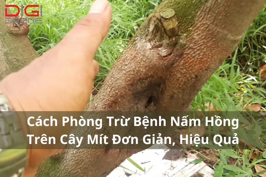 Cách Phòng Trừ Bệnh Nấm Hồng Trên Cây Mít Đơn Giản, Hiệu Quả