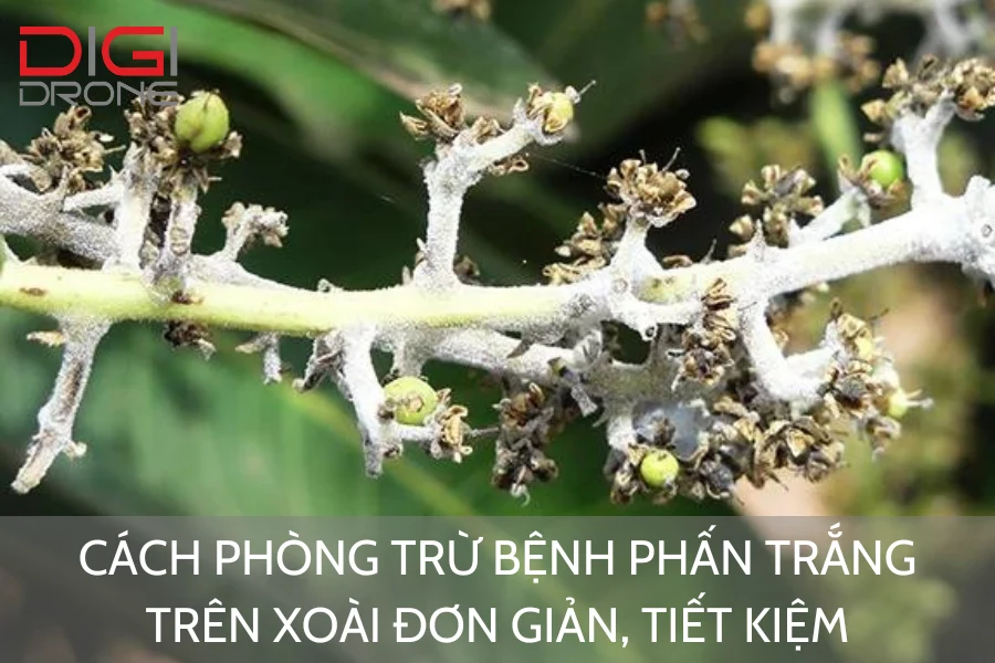 Cách Phòng Trừ Bệnh Phấn Trắng Trên Xoài Đơn Giản, Tiết Kiệm