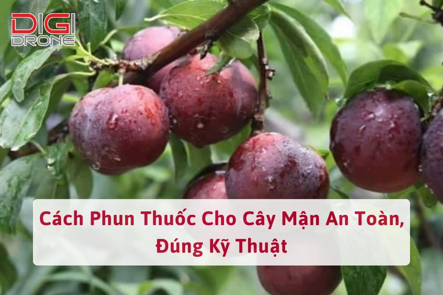 Cách Phun Thuốc Cho Cây Mận An Toàn, Đúng Kỹ Thuật