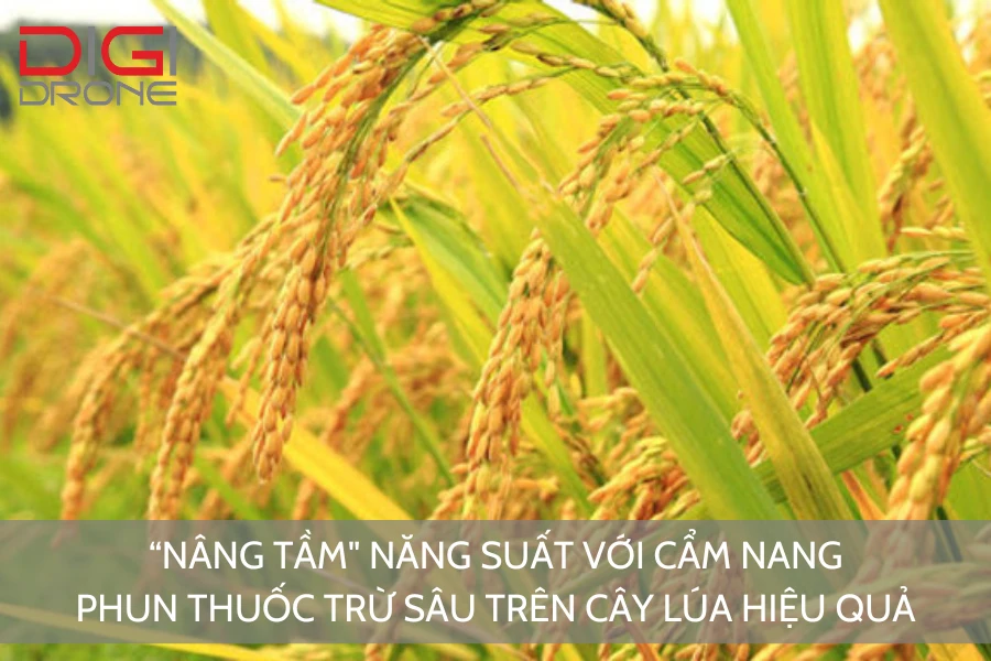 "Nâng Tầm" Năng Suất Với Cẩm Nang Phun Thuốc Trừ Sâu Trên Cây Lúa Hiệu Quả