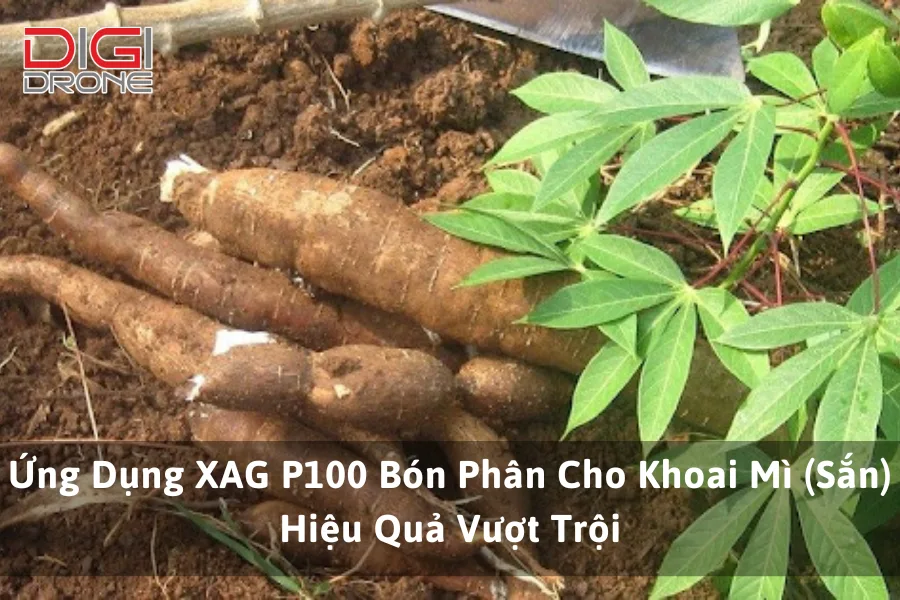 Ứng Dụng XAG P100 Bón Phân Cho Khoai Mì (Sắn) Hiệu Quả Vượt Trội