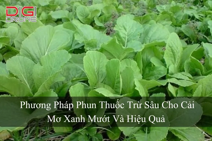  Phương Pháp Phun Thuốc Trừ Sâu Cho Cải Mơ Xanh Mướt Và Hiệu Quả