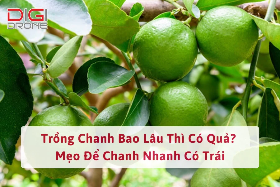 Trồng Chanh Bao Lâu Thì Có Quả? Mẹo Để Chanh Nhanh Có Trái