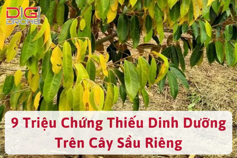 Tìm Hiểu 9 Triệu Chứng Thiếu Dinh Dưỡng Trên Cây Sầu Riêng