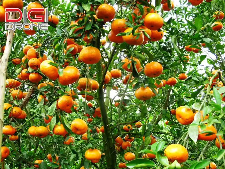 kỹ thuật trồng cam quýt