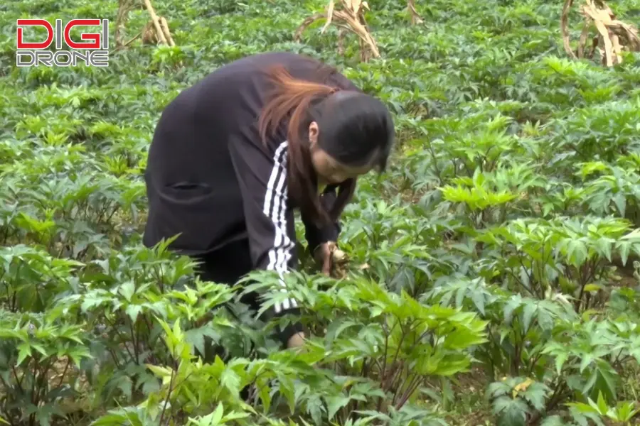 Sang chậu/ra ruộng Sang chậu/ra ruộng