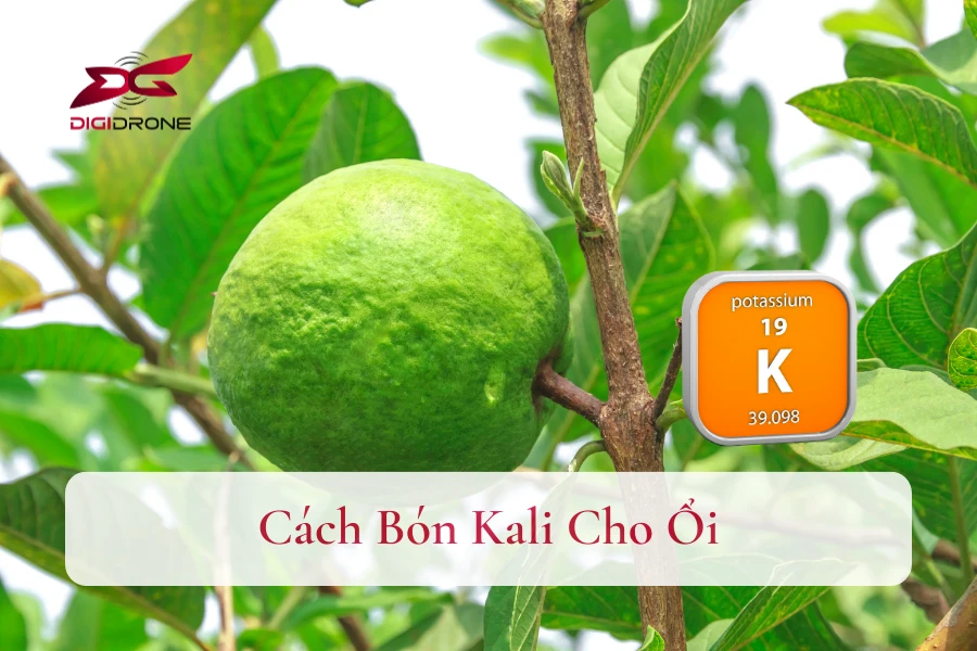 [Hướng Dẫn] Cách Bón Kali Cho Ổi Đạt Năng Suất Cao