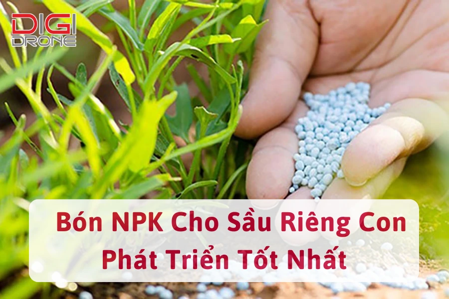 Hướng Dẫn Bón NPK Cho Sầu Riêng Con Phát Triển Tốt Nhất