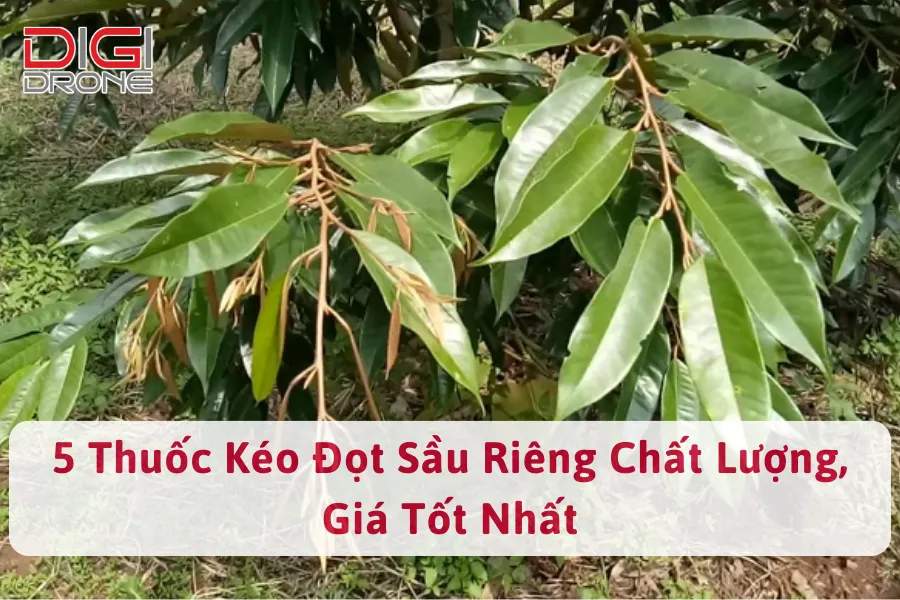 5 Thuốc Kéo Đọt Sầu Riêng Chất Lượng, Giá Tốt Nhất