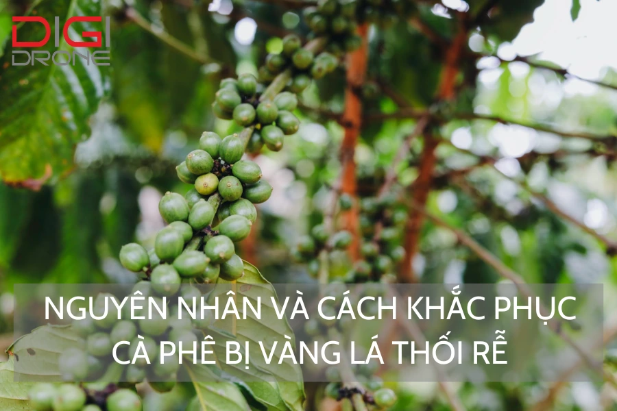 Nguyên Nhân Và Cách Khắc Phục Cà Phê Bị Vàng Lá Thối Rễ