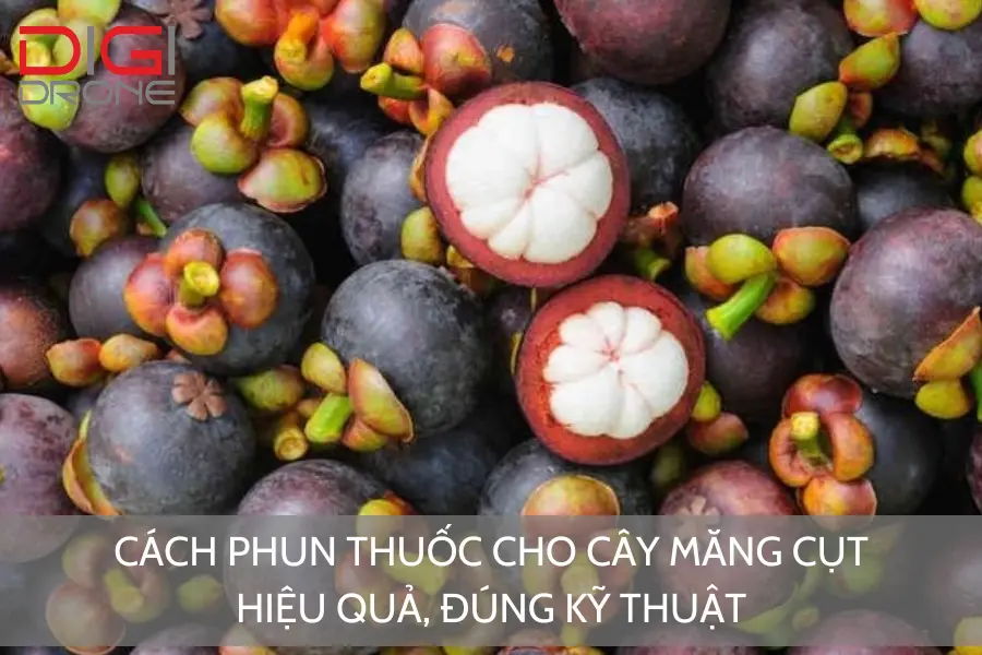 Cách Phun Thuốc Cho Cây Măng Cụt Hiệu Quả, Đúng Kỹ Thuật