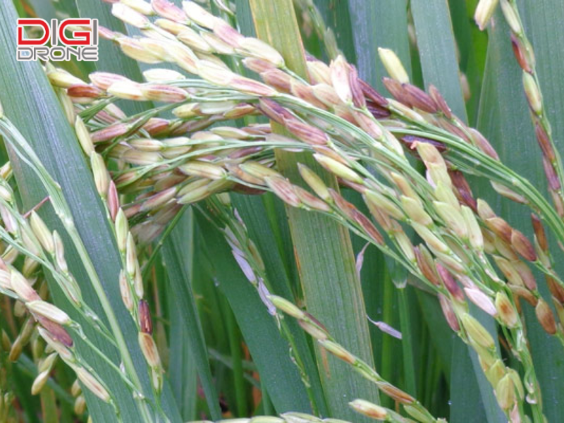 Lưu ý quan trọng và mẹo phòng trừ tối ưu