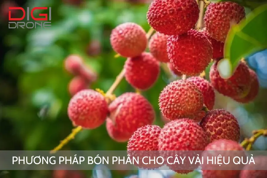 Phương Pháp Bón Phân Cho Cây Vải Hiệu Quả