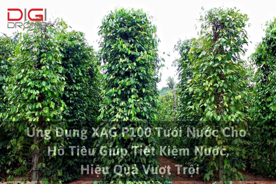 Ứng Dụng XAG P100 Tưới Nước Cho Hồ Tiêu Giúp Tiết Kiệm Nước, Hiệu Quả Vượt Trội