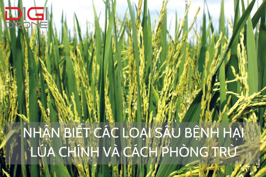 Nhận Biết Các Loại Sâu Bệnh Hại Lúa Chính Và Cách Phòng Trừ