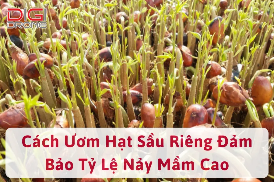 Hướng Dẫn Cách Ươm Hạt Sầu Riêng Đảm Bảo Tỷ Lệ Nảy Mầm Cao