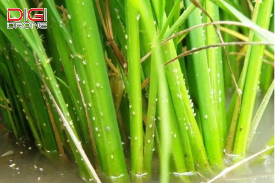 Biện pháp phòng ngừa và quản lý tổng hợp dịch hại (IPM) Biện pháp phòng ngừa và quản lý tổng hợp dịch hại (IPM)