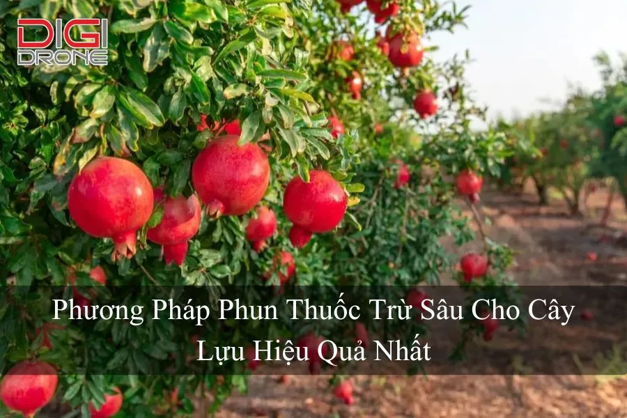 Phương Pháp Phun Thuốc Trừ Sâu Cho Cây Lựu Hiệu Quả Nhất