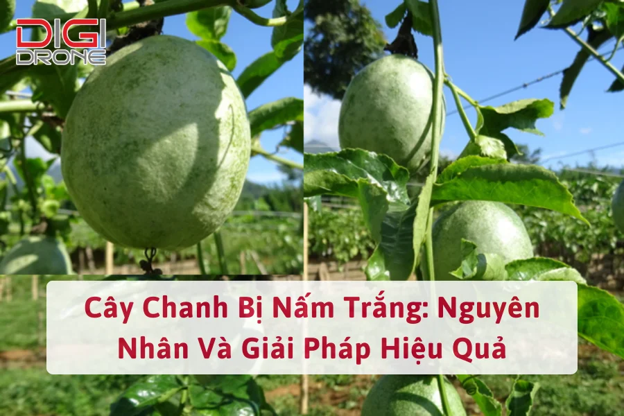 Cây Chanh Bị Nấm Trắng: Nguyên Nhân Và Giải Pháp Hiệu Quả