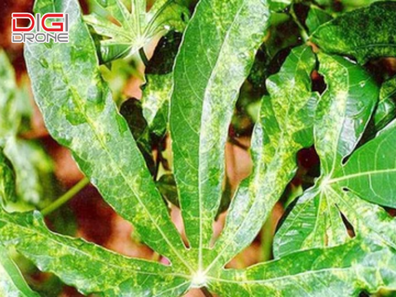 Bệnh khảm lá