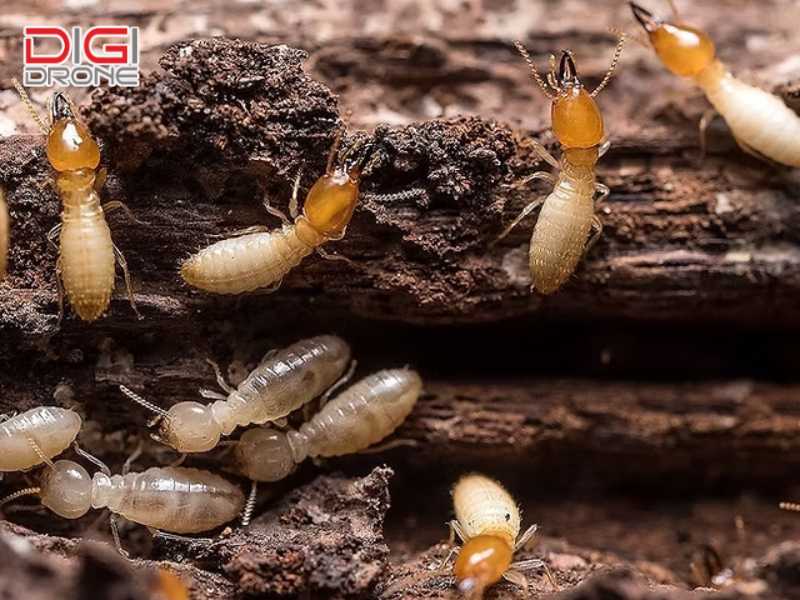 Dấu hiệu nhận biết cây trồng bị mối tấn công