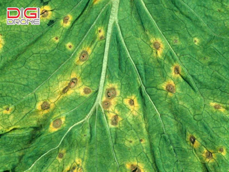 Nguyên nhân gây ra bệnh đốm vòng trên cây trồng