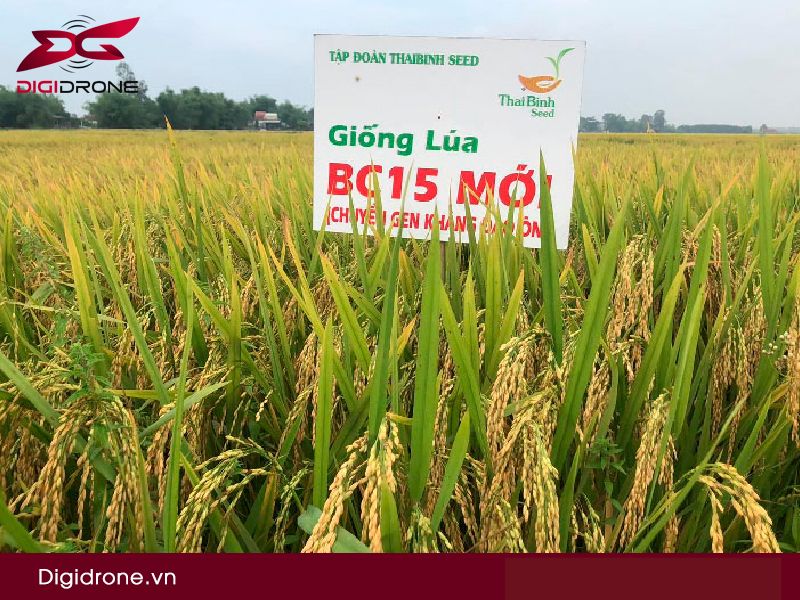 Giống lúa BC15: đặc điểm gieo trồng & kỹ thuật canh tác