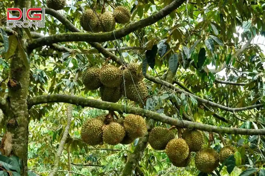 Kỹ thuật bón lót cho cây sầu riêng