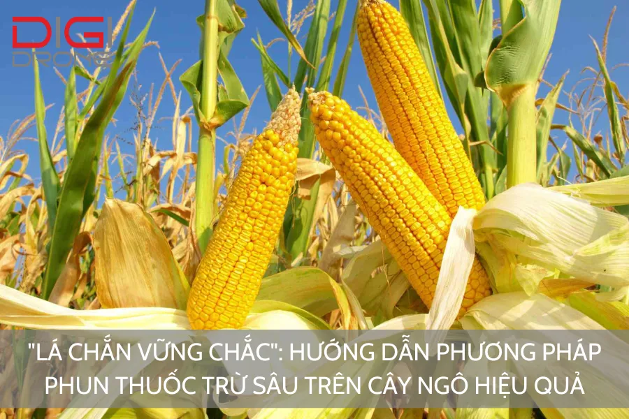 "Lá Chắn Vững Chắc": Hướng Dẫn Phương Pháp Phun Thuốc Trừ Sâu Trên Cây Ngô Hiệu Quả