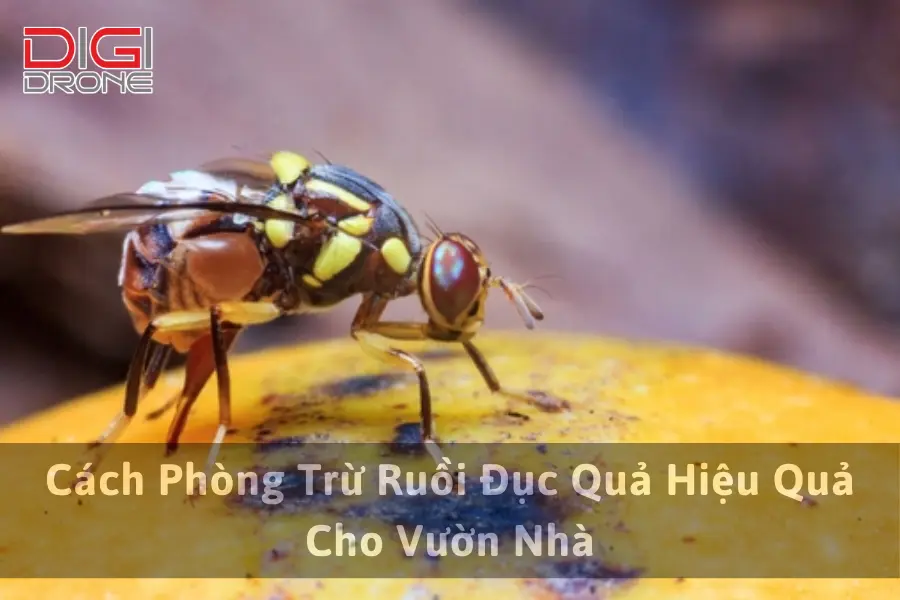 Cách Phòng Trừ Ruồi Đục Quả Hiệu Quả Cho Vườn Nhà