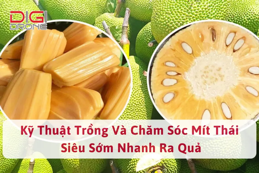 Kỹ Thuật Trồng Và Chăm Sóc Mít Thái Siêu Sớm Nhanh Ra Quả