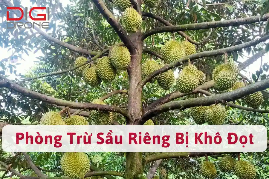 Sầu Riêng Bị Khô Đọt | Nguyên Nhân, Cách Phòng Trừ Hiệu Quả