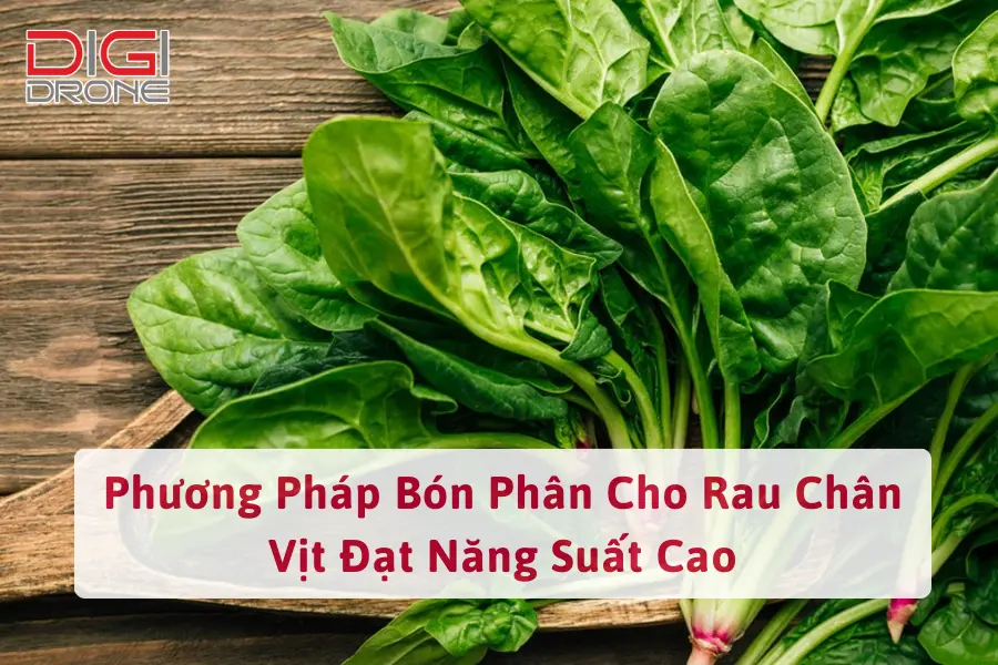 Phương Pháp Bón Phân Cho Rau Chân Vịt Đạt Năng Suất Cao