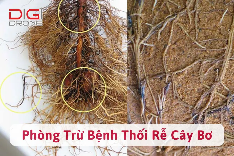 Bệnh Thối Rễ Cây Bơ | Nguyên Nhân Và Cách Phòng Trừ