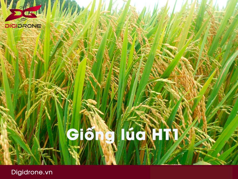 Giống lúa HT1 – đặc tính và kỹ thuật canh tác