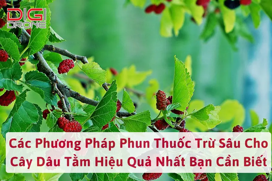 Các Phương Pháp Phun Thuốc Trừ Sâu Cho Cây Dâu Tằm Hiệu Quả Nhất Bạn Cần Biết