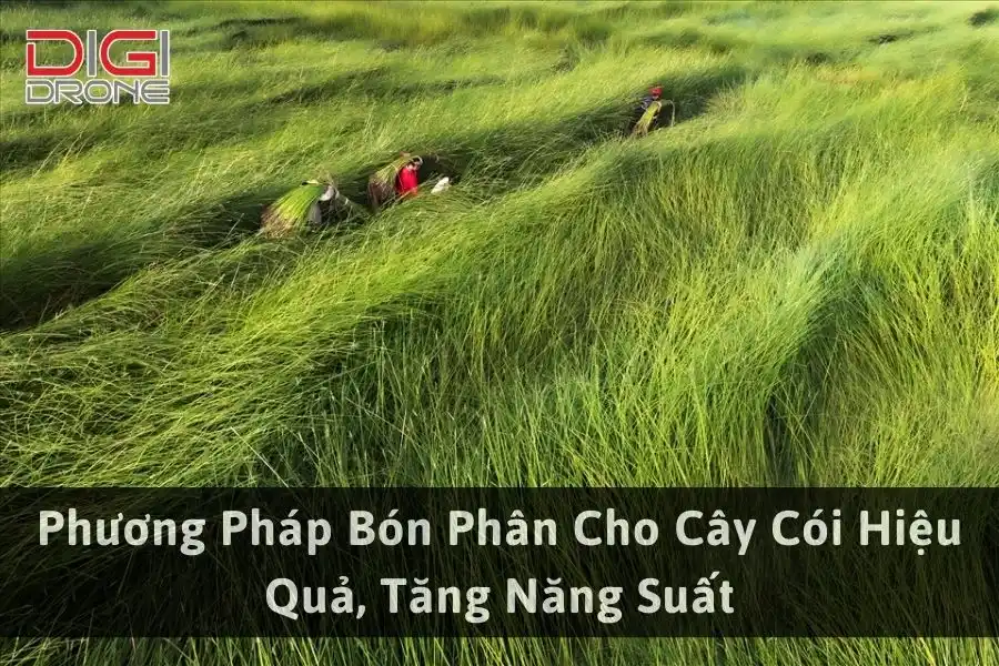 Phương Pháp Bón Phân Cho Cây Cói Hiệu Quả, Tăng Năng Suất