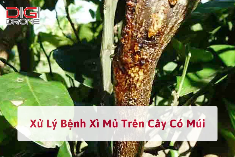 Biện Pháp Xử Lý Bệnh Xì Mủ Trên Cây Có Múi Hiệu Quả