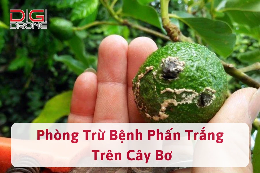 Bệnh Phấn Trắng Trên Cây Bơ | Nguyên Nhân Và Cách Phòng Trừ