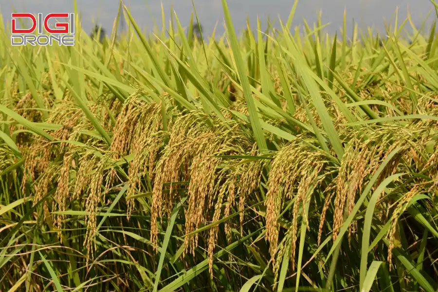 cách ngâm lúa giống
