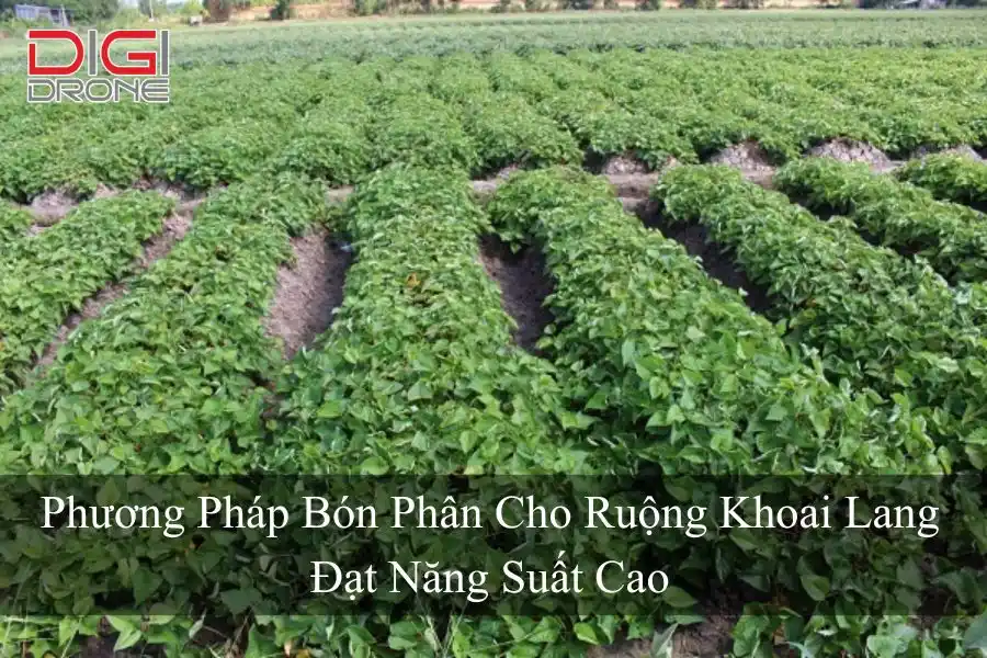 Phương Pháp Bón Phân Cho Ruộng Khoai Lang Đạt Năng Suất Cao