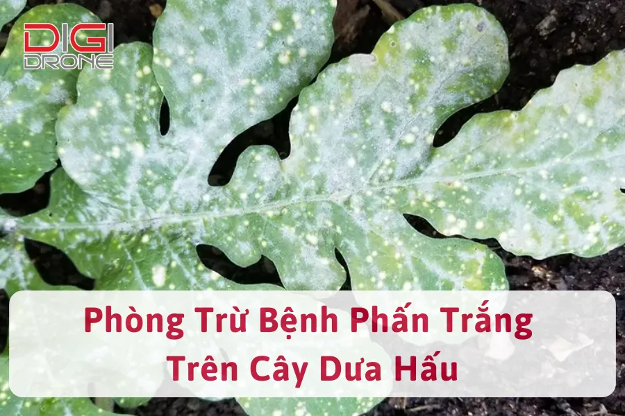 Cách Phòng Trừ Bệnh Phấn Trắng Trên Dưa Hấu Hiệu Quả Nhất