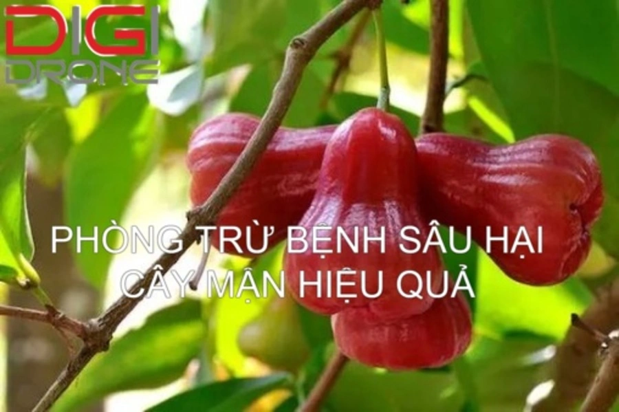 [Hướng Dẫn] Phòng Trừ Sâu Bệnh Hại Cây Mận Hiệu Quả