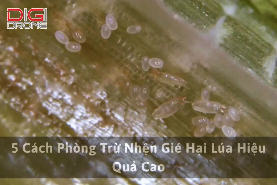 5 Cách Phòng Trừ Nhện Gié Hại Lúa Hiệu Quả Cao