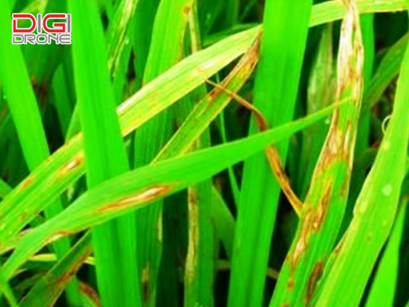 Tác hại của bệnh đạo ôn đối với cây lúa