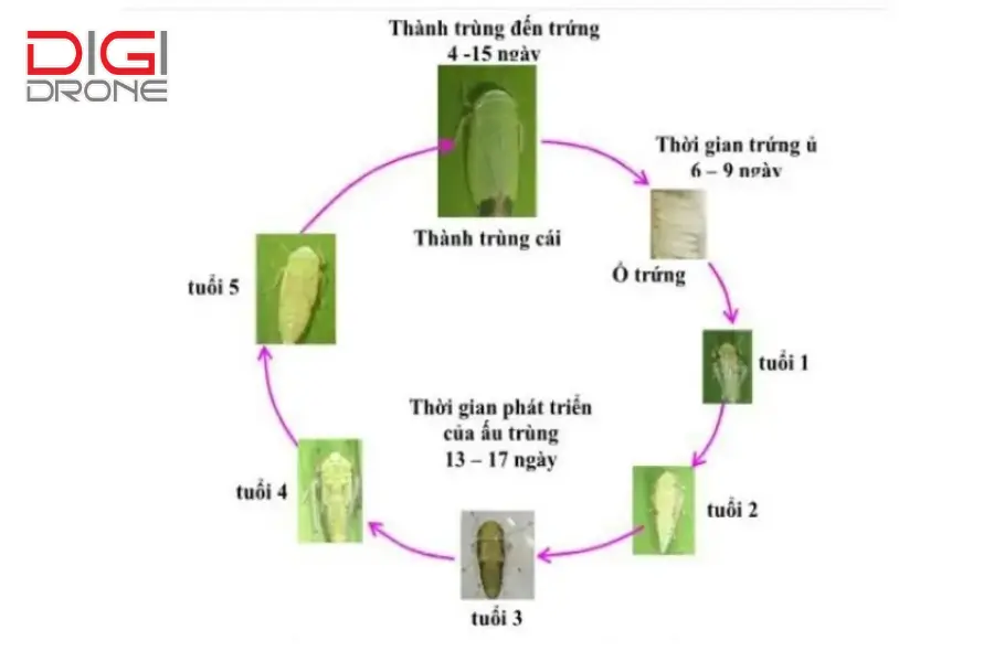 Vòng đời và đặc điểm sinh học của rầy xanh Vòng đời và đặc điểm sinh học của rầy xanh