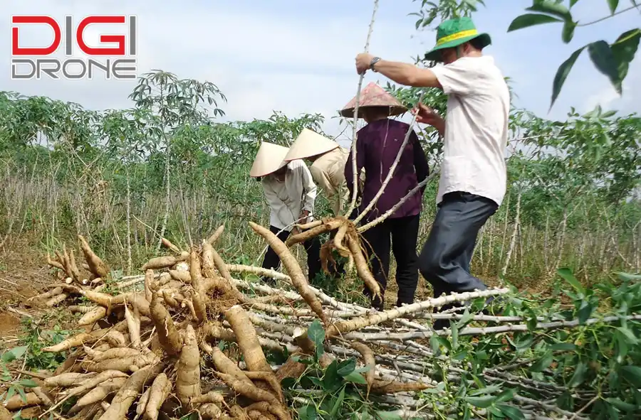 phun thuốc trừ sâu cho khoai mì